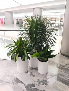 宁波慈溪花木出租，打造独特自然景观超简单